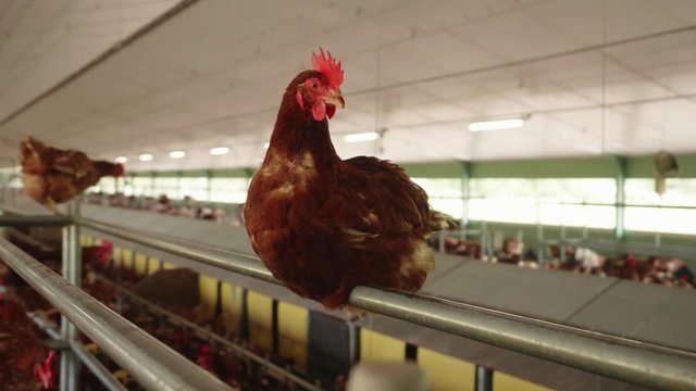 Brown Feathered Chicken Sitting On Railing Indoors At Poultry Farm. Follow Shot