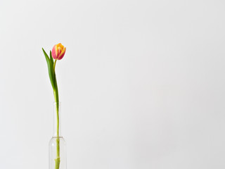 red-yellow tulip in a bottle - vase isolated on white	