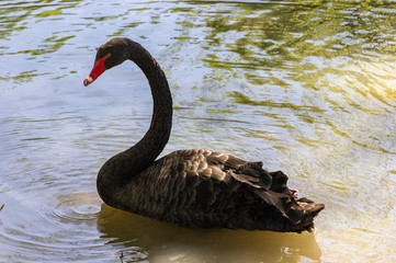 Fototapeta premium Cheverny castle and gardens in Loire valley (France)