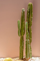Tall cactus stand on gravel floor with beige pastel background.