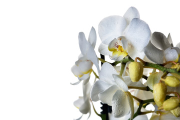 Naklejka na ściany i meble white orchid isolated on white