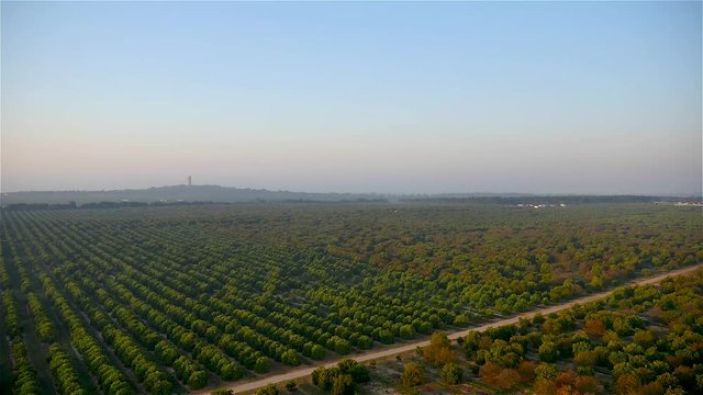Flying above a dirt road on a tree orchard during golden hour in Florida