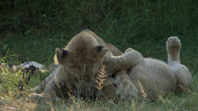 Two young African Lions play fight gently with afternoon rim lighting