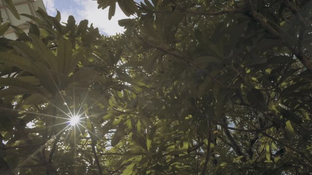 POV nadir shot of a tree with blue sky, while beautiful  and dreamy sun light rays crosses the leaves and produces a lens flare on camera.