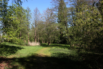 Ein Waldweg in Osnabrück