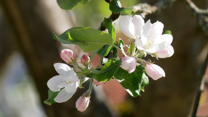 Apfelbaumblüte, Knospen. Obst, Nahaufnahme