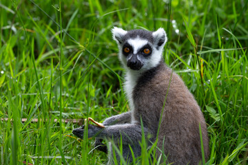 A ring-tailed lemur in the rainforest, its natural environment