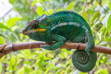 A chameleon in close-up in a national park on Madagascar