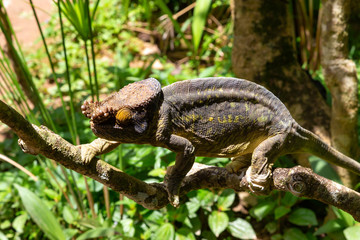 Colorful chameleon on a branch in a national park on the island of Madagascar
