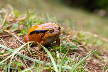 A large orange frog is sitting in the grass