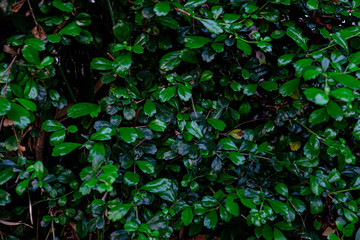 Obraz premium Green leaf wall texture background. Vine on the wall.