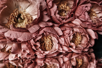 
 Red peonies flowers in dew drops closeup. Floral vintage background.