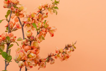 Sprigs of blooming Japanese quince on a coral background