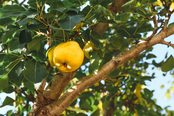 Yellow ripe pear hanging on a tree