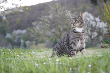 Katze vor Kirschbäumen