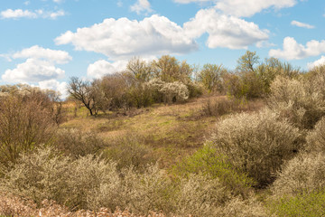 Obraz premium A beautiful landscape with blooming trees in early spring.