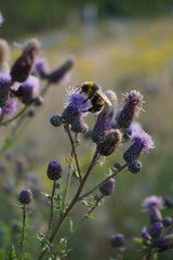 Biene beim bestäuben