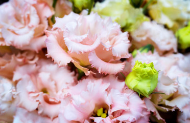 Floral pattern with carnation flowers. Beautiful summer dianthus caryophyllus as background. Blossoming delicate roses on blooming flowers festive background, pastel and soft bouquet floral card
