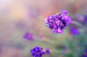 Lavender flowers closeup isolated on blur background.
