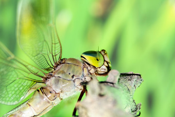 Closeup of Dragonfly resting on a stick around a tranquil lake at sunset