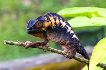 A chameleon in close-up in a national park on Madagascar