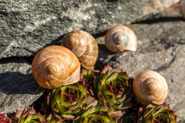 Empty conch snail. Detailed view of the shell. The beauty of the spring garden. Leaving the snail home. Fibonacci spiral.