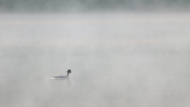 Great crested grebe swimming on the lake with morning fog, spring, (podiceps cristatus), germany