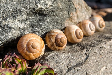 Empty conch snail. Detailed view of the shell. The beauty of the spring garden. Leaving the snail home. Fibonacci spiral.