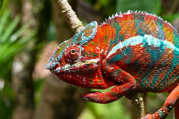 Rolgordijnen Colorful chameleon on a branch in a national park on the island of Madagascar © 25ehaag6