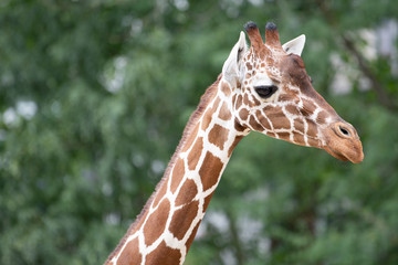 Giraffe Kopf Close up