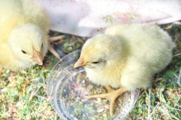 Little chicken in the grass