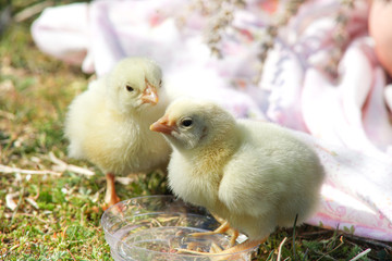Two little chickens in the grass