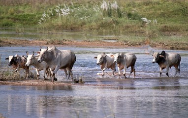 Cows and Bulls Crossing River by Walking or Running  in Bright Daylight in Horizontal Orientation, Beauty of Indian Countryside, Perfect for Wallpaper