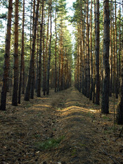 forest path in spring