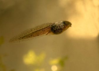 tadpole 2