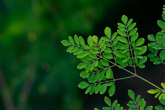 moringa tree leaf background