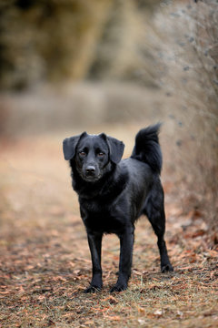 Beautiful black dog runs in nature