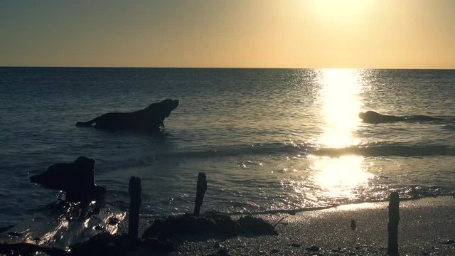 4k - Potcake pups enjoying the ocean at sunset in Grand Turk, Turks & Caicos Islands