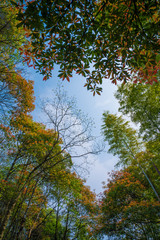 Fresh and comfortable suburban natural environment