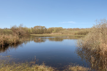 View of a lake with two geese in a nature reserve under a clear blue sky