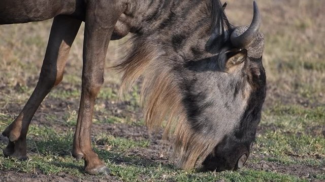 Gnu grazing extremely close.-up during the great wildebeest migration the Maasai Mara Reserve in Kenya.