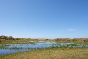 View of a swamp with baby reeds and two geese under a clear blue sky