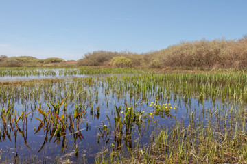 View of a swamp with baby reed and marsh marigold under a clear blue sky