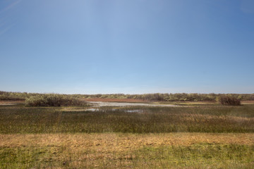 View of a swamp with baby reeds and bushes under a clear blue sky