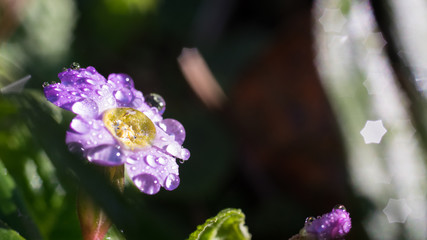 Garden primrose, water drops, macro photography