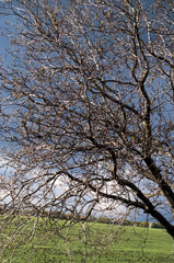 The tree at the background of a spring stormy sky and field
