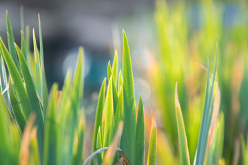 Colorful spring leaves of iris above water in the garden for background 