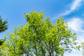 Fototapeta premium Colori delle foglie della quercia in primavera