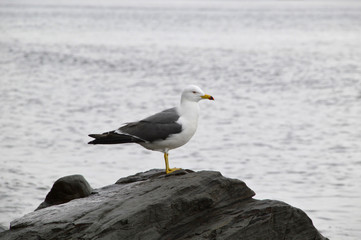 Seagull sitting on the stone of the sea of ​​Japan on a cloudy spring day. Far East, Russia