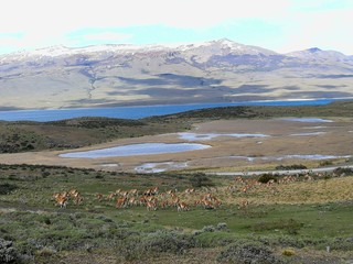 South America Chile Patagonia National Park Torres del Paine Adventure Guanaco Lama Guanicoe Chulengos Wild Animals Safari Expeditions © venus